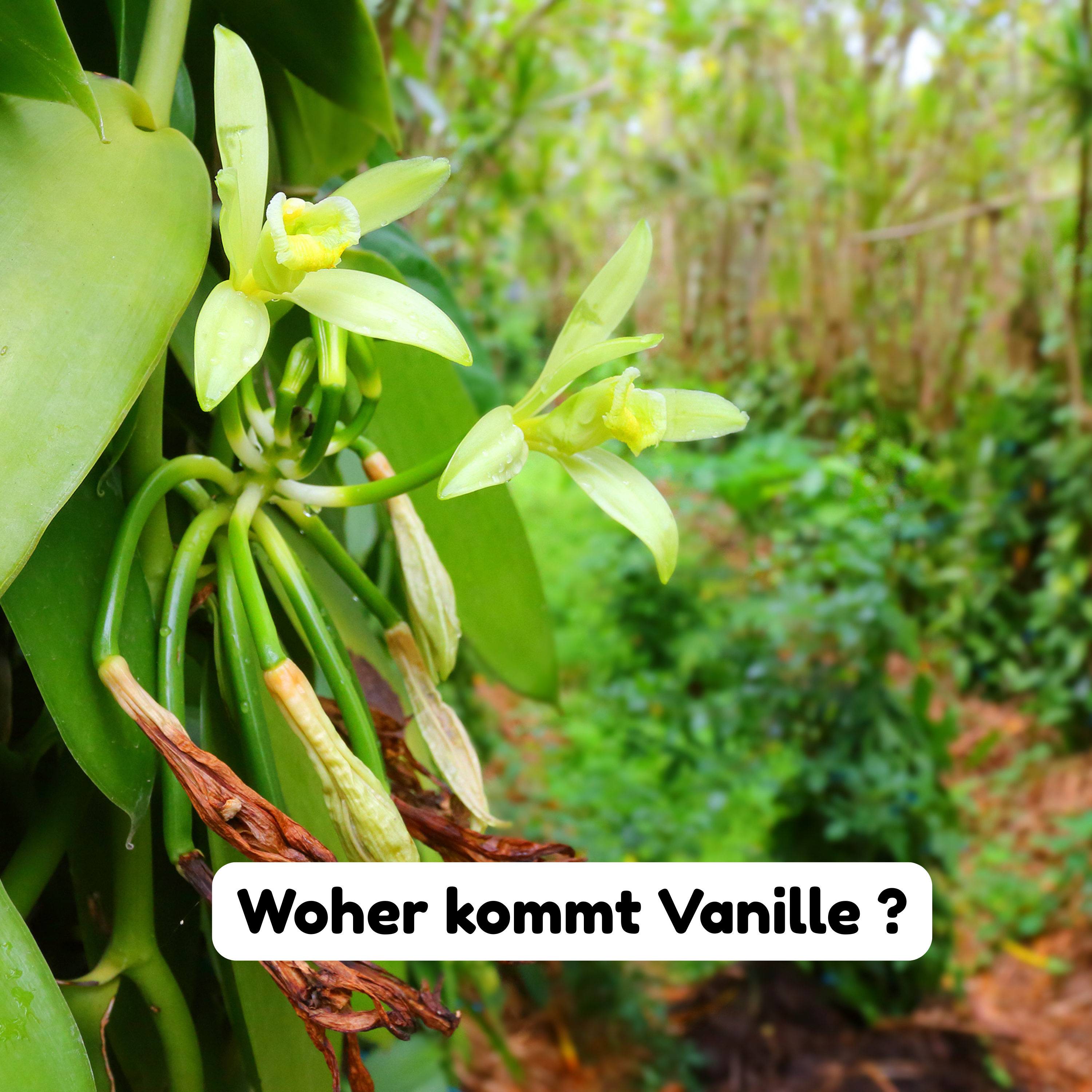 Vanille im Kaffee ? Warum Millionen Menschen diesen Geschmack lieben